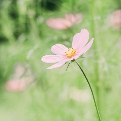 送黄金、包旅游也难动销，今年中秋白酒旺季效应失灵