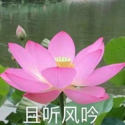 铸牢共同体 中华一家亲｜西藏日土白山羊绒：推进乡村振兴的“软黄金”